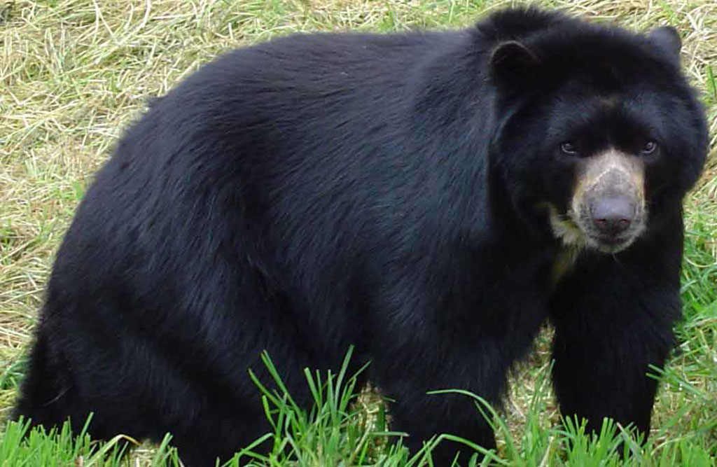 A FAVOR DEL OSO ANDINO > WCS Colombia